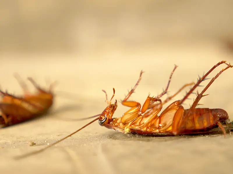 German Roach Extermination