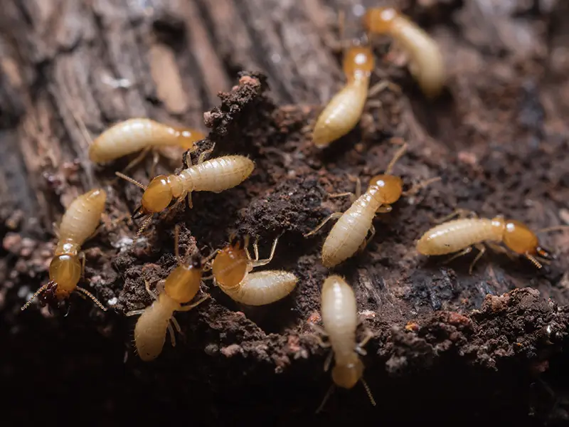 Termite Control